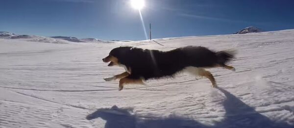 كلب لطيف يستمتع بالتزلج على الجليد - سبوتنيك عربي