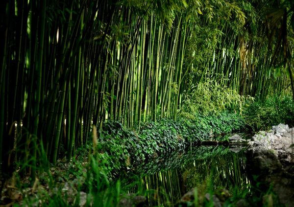 الحديقة النباتية نيكيتا - سبوتنيك عربي