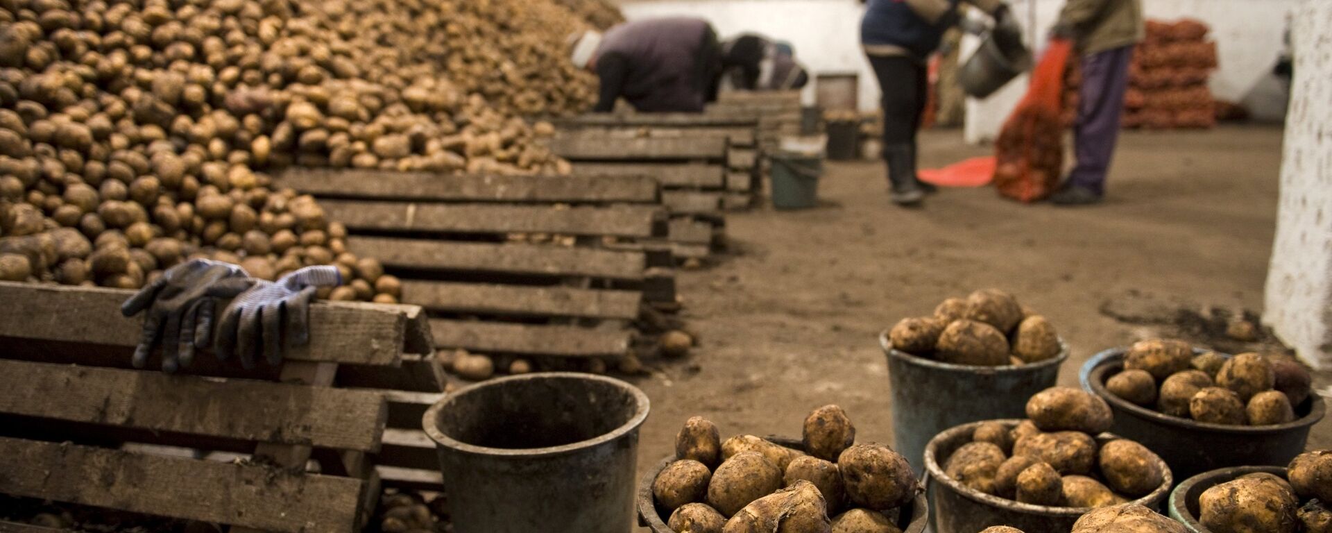 بطاطا - سبوتنيك عربي, 1920, 26.06.2025