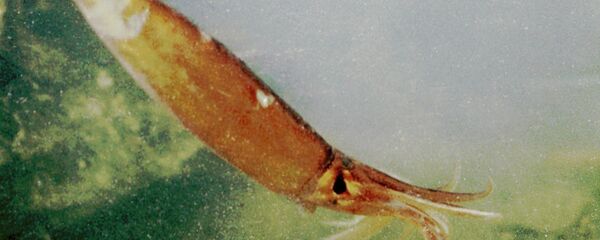 حبار - سبوتنيك عربي