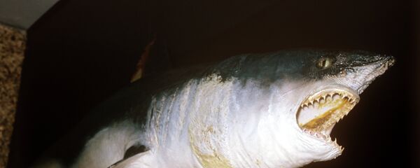 سمكة قرش سمكة قرش - سبوتنيك عربي