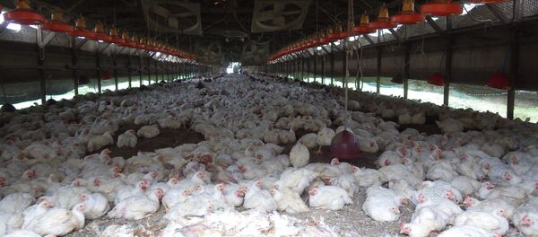 إنفلونزا الطيور - سبوتنيك عربي