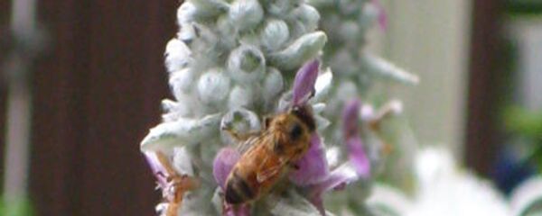 نحل العسل - سبوتنيك عربي