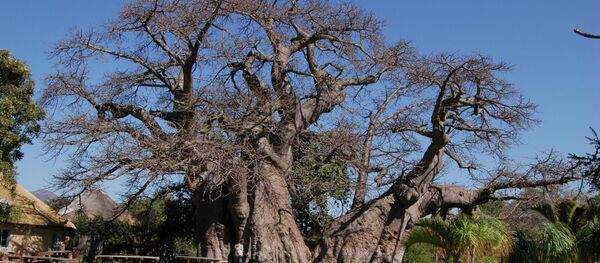 Sunland Baobab in Limpopo, South Africa - سبوتنيك عربي