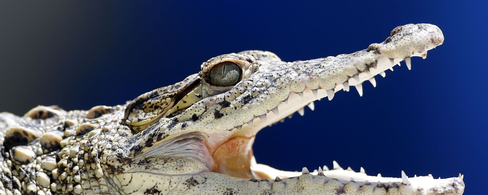 تمساح كوبي شاب في حديقة الحيوانات الوطنية في هافانا - سبوتنيك عربي, 1920, 10.08.2023