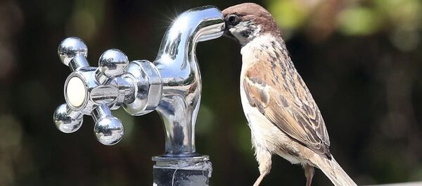 عصفور يحاول شرب الماء من الصنبور  في حديقة  سوون، كوريا الجنوبية  - سبوتنيك عربي