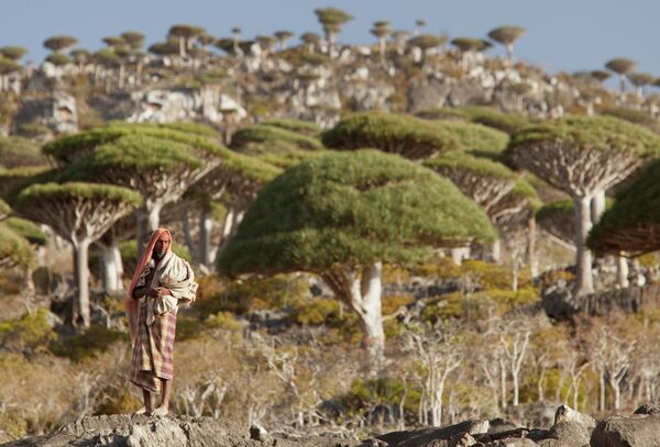 مواطن يمني داخل إحدى جبال شجر دم التنين فى سقطري اليمنية - سبوتنيك عربي