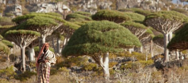 مواطن يمني داخل إحدى جبال شجر دم التنين فى سقطري اليمنية - سبوتنيك عربي