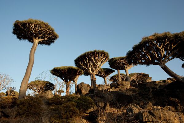 غابة لأشجار دم التنين فى سقطري اليمنية - سبوتنيك عربي