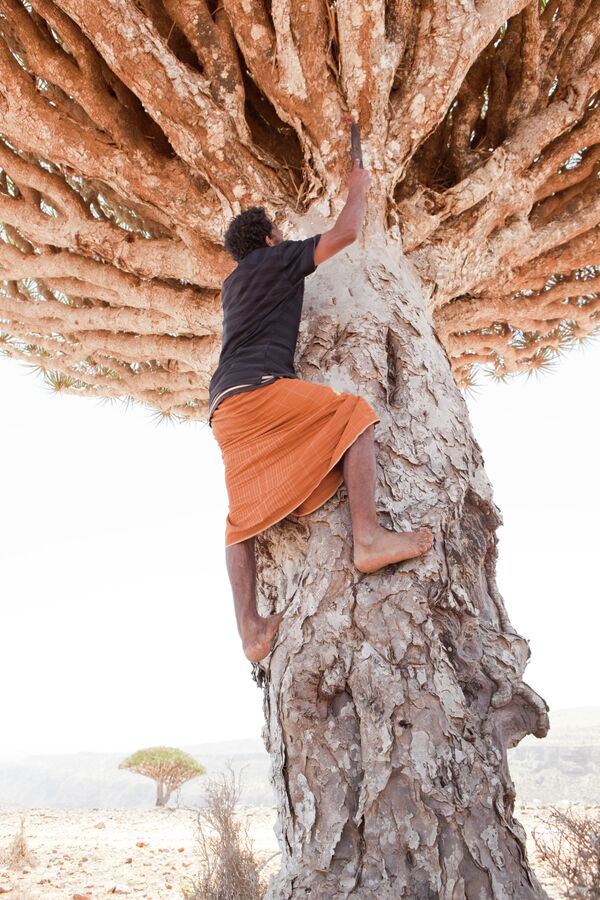 مواطن يمني يتسلق شجر دم التنين فى جزيرة سقطري اليمنية - سبوتنيك عربي