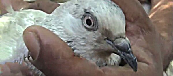 ط - سبوتنيك عربي