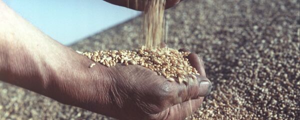 القمح - سبوتنيك عربي