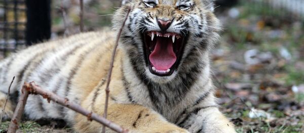 نمر - سبوتنيك عربي