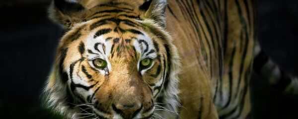 نمر - سبوتنيك عربي