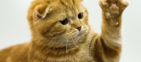 قطة - سبوتنيك عربي