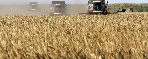 جمع محصول الحبوب في روسيا - سبوتنيك عربي