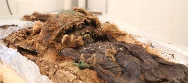 اكتشف العلماء مومياء محنطة لصبي صغير، ملفوفة في طبقات من الفراء وأوراق الشجر، ودفن إلى جانب رأسه فأس برونزية صغير، تعود الى القرن الـ13 - سبوتنيك عربي