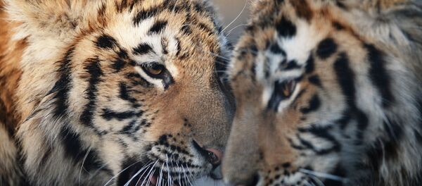 نمر نمر - سبوتنيك عربي