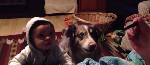 كلب ينطقماما من شدة الجوع - سبوتنيك عربي