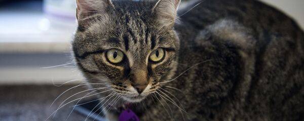 قط - سبوتنيك عربي