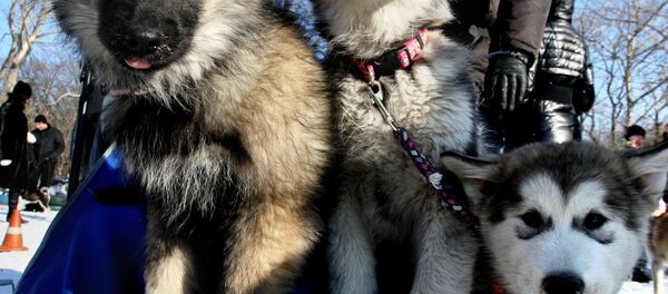 كلاب كلاب - سبوتنيك عربي