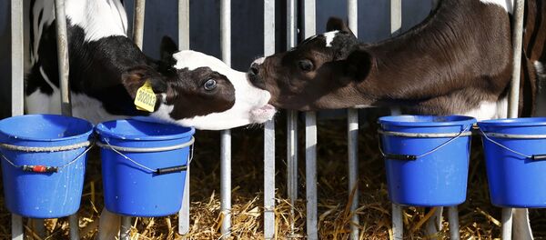 حب البقر حب البقر - سبوتنيك عربي