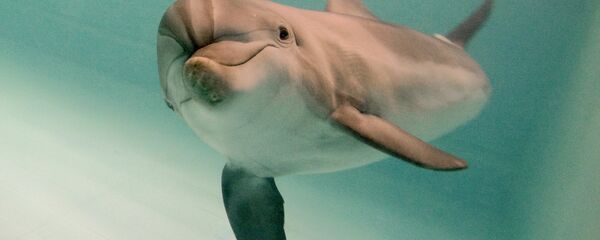 دولفين - سبوتنيك عربي