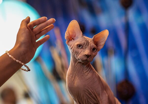 قطة من فصيلة سفينكس، في معرض القطط- 2015 في موسكو - سبوتنيك عربي