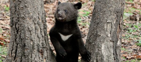 دب أسود دب أسود - سبوتنيك عربي