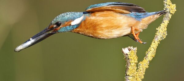 طائر. - سبوتنيك عربي