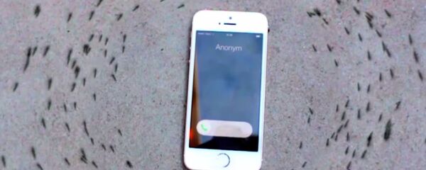 تصرفات النمل الغريبة - سبوتنيك عربي