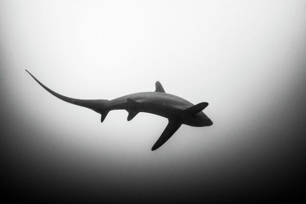 التصوير تحت الماء - سبوتنيك عربي