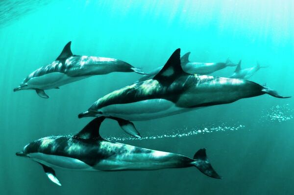 التصوير تحت الماء - سبوتنيك عربي