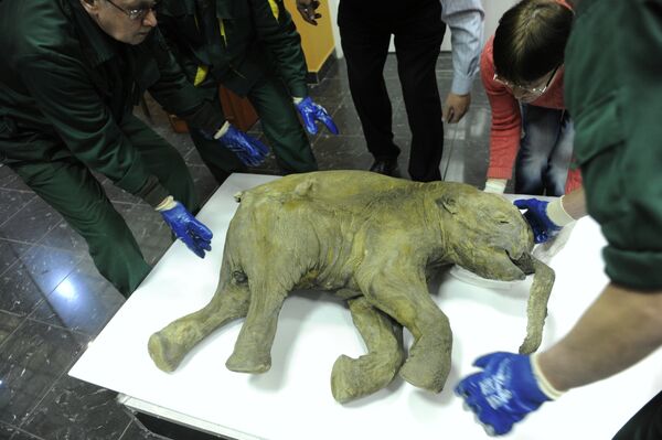 مومياء ممّوت صغير مومياء ممّوت صغير - سبوتنيك عربي