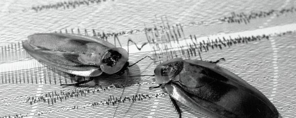 صرصوران - سبوتنيك عربي