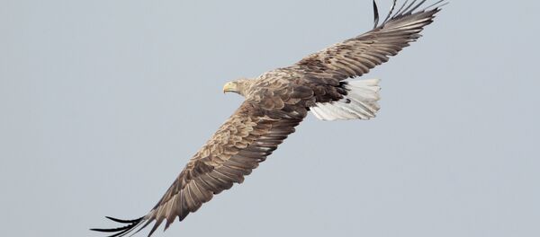 صقر - سبوتنيك عربي