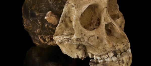 إعادة بناء جمجمة طفل التاونج إعادة بناء جمجمة طفل التاونج - سبوتنيك عربي