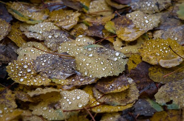 فصل الخريف في القرم - سبوتنيك عربي