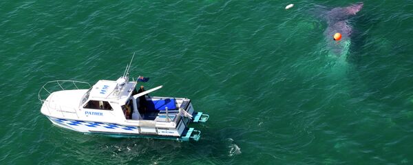 قارب شرطة نيوزلاندي يبحث عن مفقودين - سبوتنيك عربي