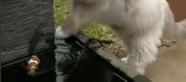 ليس كل ما يُقال عن القطط صحيح - سبوتنيك عربي