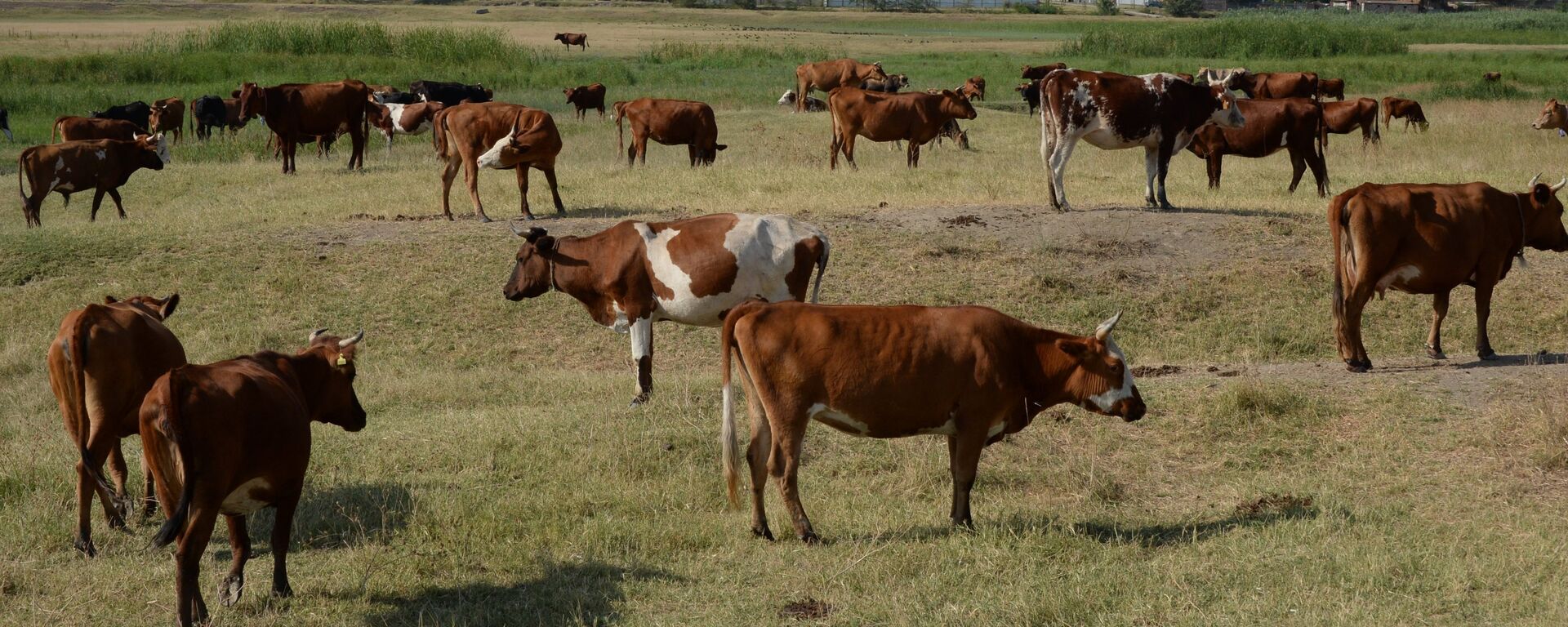 بقر - سبوتنيك عربي, 1920, 13.08.2022