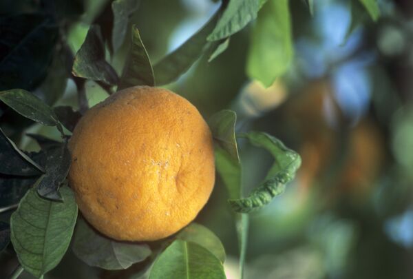 بينها العمى الليلي ونزيف اللثة... أخطر 8 مشاكل صحية لنقص الفيتامينات وطرق العلاج - سبوتنيك عربي