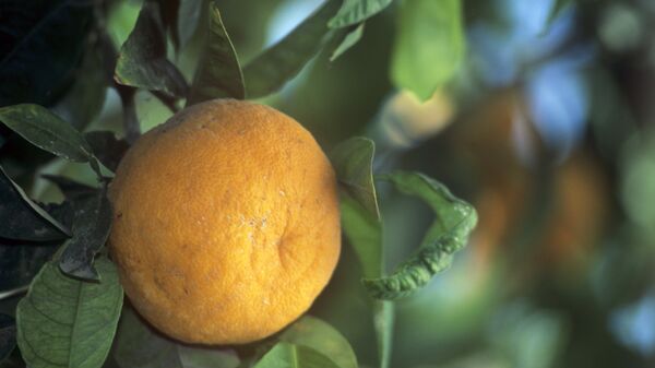 برتقال - سبوتنيك عربي