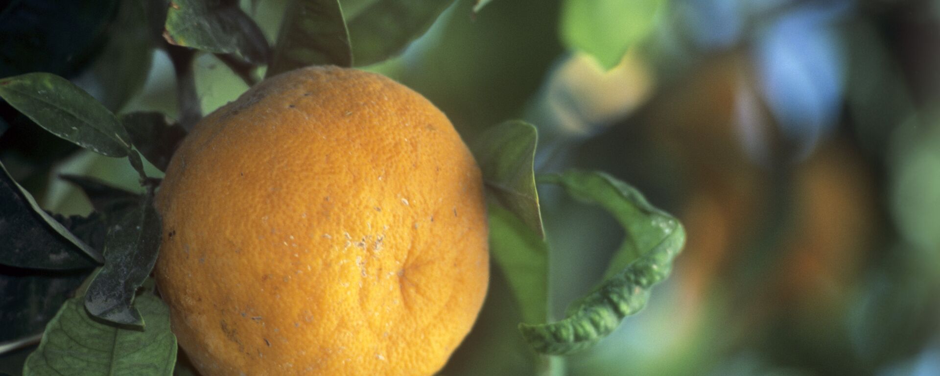 برتقال - سبوتنيك عربي, 1920, 19.01.2022