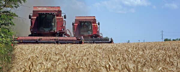 جمع محصول الحبوب في روسيا جمع محصول الحبوب في روسيا - سبوتنيك عربي