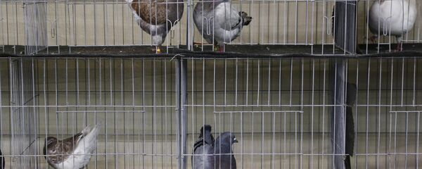 طير الحمام - سبوتنيك عربي