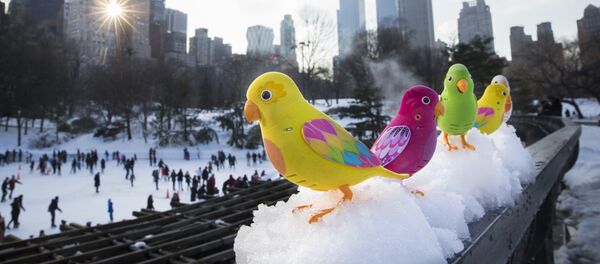 طيور الببغاء  - سبوتنيك عربي