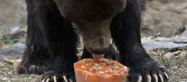 دب بني - سبوتنيك عربي