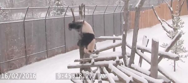 باندا ضخمة يمتلك مهارات مثيرة باندا ضخمة يمتلك مهارات مثيرة - سبوتنيك عربي