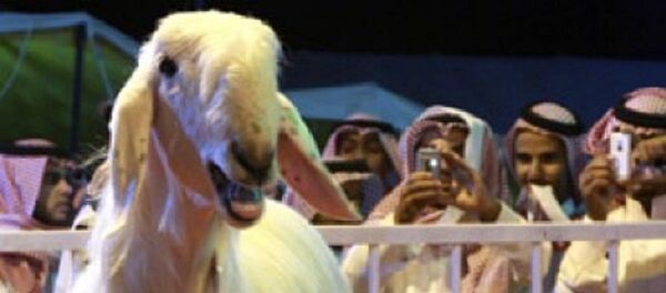 ماعز - سبوتنيك عربي